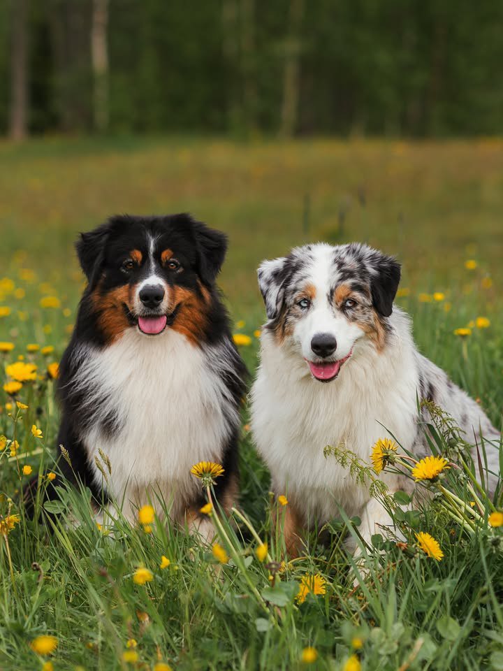 Belmont Australian Shepherds - Our Australian Shepherds